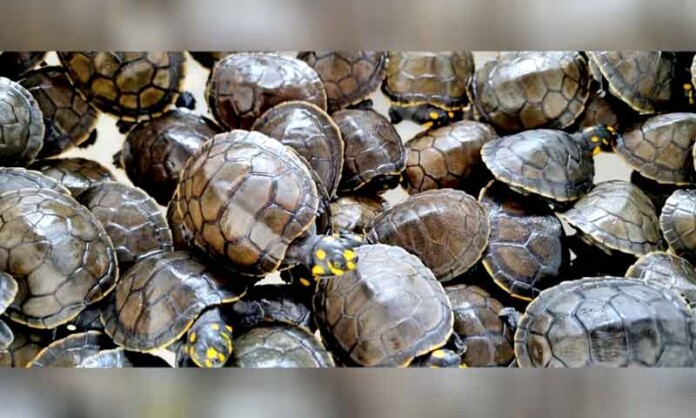 Instituto-Claro-e-UFAM