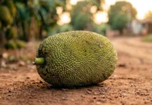 Jaca de mil reais em Londres prova que o agronegócio brasileiro dorme no ponto