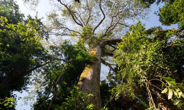 Água, turismo e floresta preservada impulsionam nova era sustentável na Amazônia brasileira