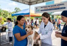 Mutirão gratuito de saúde animal abre agendamento para castração em Manaus
