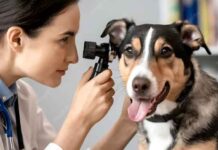 Raças populares de cães e gatos têm maior risco de doenças nos olhos, aponta especialista