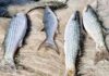 Antecipação do fim da pesca da tainha desafia o sustento de comunidades e expõe o limite da sustentabilidade