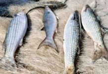 Antecipação do fim da pesca da tainha desafia o sustento de comunidades e expõe o limite da sustentabilidade