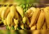 Banana pode ser retirada das escolas dos Estados Unidos por causa de nova regra sobre importações