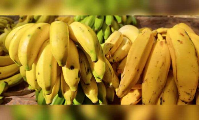 Por-que-a-banana-pode-desaparecer-da-merenda-escolar