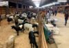 Feira de Agronegócios da Nilton Lins abre caminho para investimentos e crescimento do campo