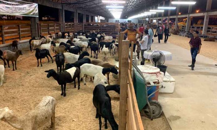 10ª-Feira-de-Agronegócios-da-Nilton-Lins-espera-superar-recorde-de-R$-50-milhões