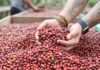 Produtores rurais de Silves iniciam segunda colheita de café robusta com foco na bioeconomia