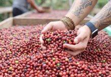 Produtores rurais de Silves iniciam segunda colheita de café robusta com foco na bioeconomia