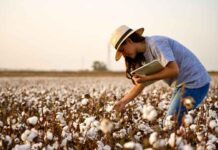 Sicredi projeta R$ 72,1 bilhões para financiar o agronegócio e impulsionar nova safra nacional