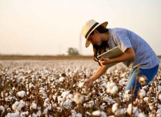 Sicredi projeta R$ 72,1 bilhões para financiar o agronegócio e impulsionar nova safra nacional