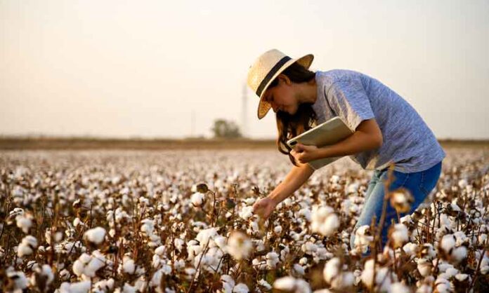 Sicredi-projeta-R$-72,1-bilhões-para-financiar-o-agronegócio-e-impulsionar-nova-safra-nacional