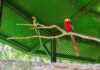 ‘Projeto ASAS Atem’ e Ibama realizam primeira soltura de aves silvestres reabilitadas em Manaus