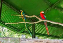 ‘Projeto ASAS Atem’ e Ibama realizam primeira soltura de aves silvestres reabilitadas em Manaus