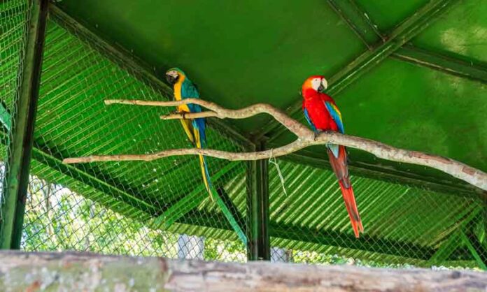 ‘Projeto-ASAS-Atem’-e-Ibama-realizam-primeira-soltura-de-aves-silvestres-reabilitadas-em-Manaus