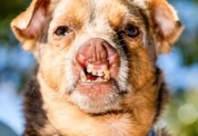 Cadela resgatada na Coreia do Sul vence concurso de cão mais feio do mundo