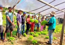 Qualificação no campo leva novas técnicas a produtores de três municípios do Amazonas