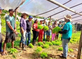 Qualificação no campo leva novas técnicas a produtores de três municípios do Amazonas