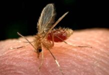 Alta da leishmaniose no Amazonas acende alerta para feridas que não cicatrizam