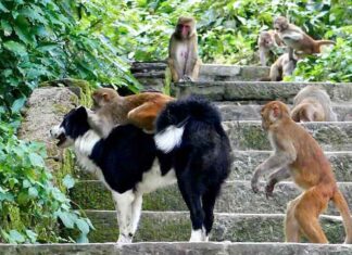 O hábito surpreendente dos primatas que pode revelar a origem do amor pelos pets