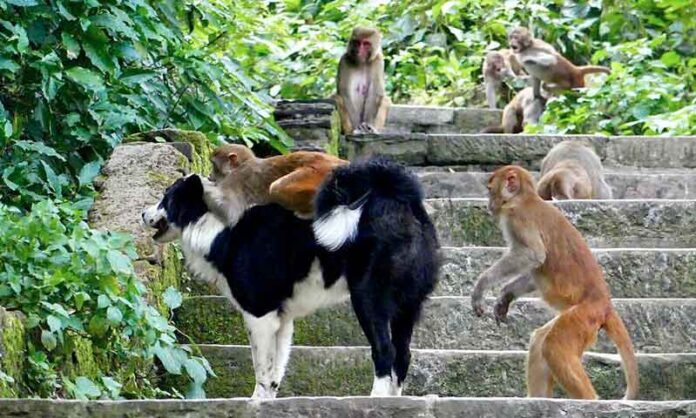 Antes-dos-cães-e-gatos,-primatas-já-criavam-vínculos-com-outras-espécies