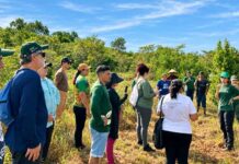 Eneva apoia restauração na Amazônia enquanto projetos ampliam viveiros, mudas e empregos