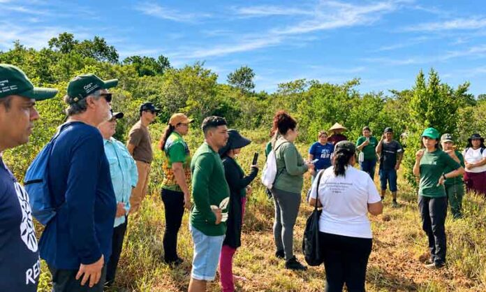Eneva-apoia-restauração-na-Amazônia-enquanto-projetos-ampliam-viveiros,-mudas-e-empregos