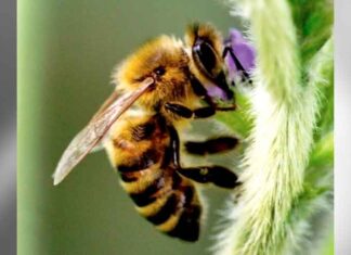 Preservar as abelhas pode ser também uma estratégia para garantir o futuro da agricultura