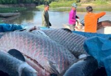 Espécie amazônica se torna ameaça em rio de Rondônia e mobiliza ação de manejo ambiental
