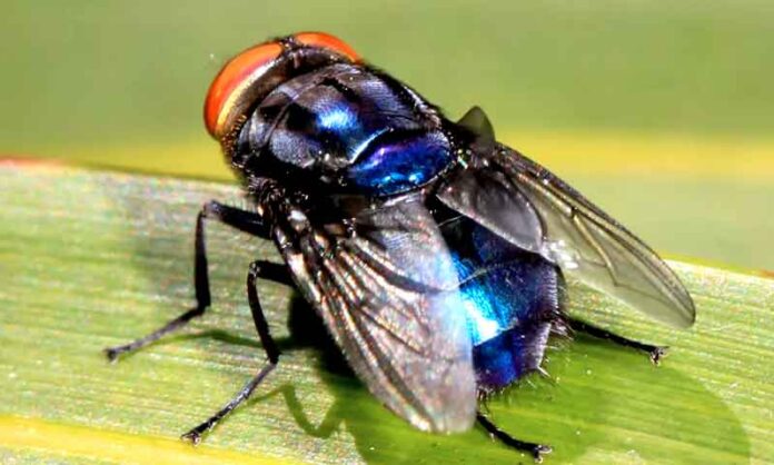 Mosca-das-bicheiras-ameaça-rebanhos-e-compromete-a-rentabilidade-da-pecuária